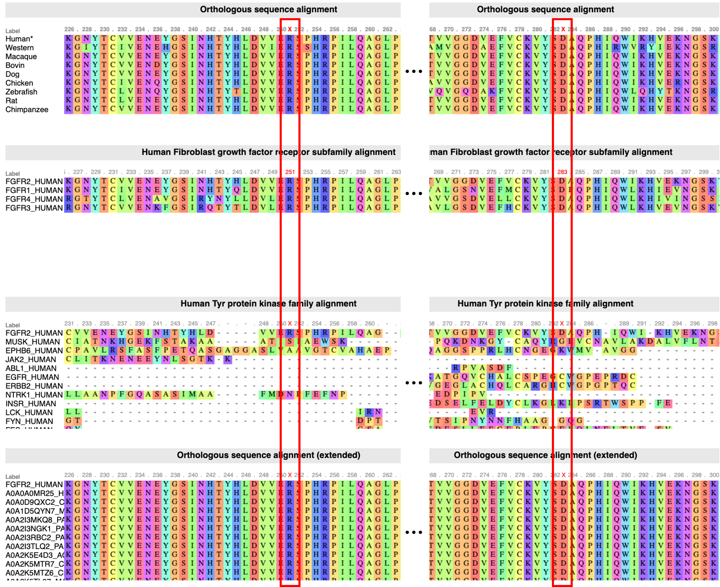MSAs analysis of the conservation of Arg251 and Asp283 in orthologs and paralogs